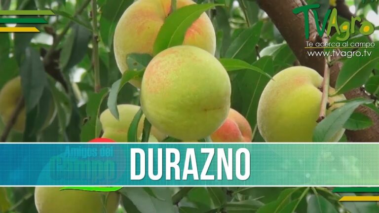 El intrigante nombre científico del durazno: Prunus persica