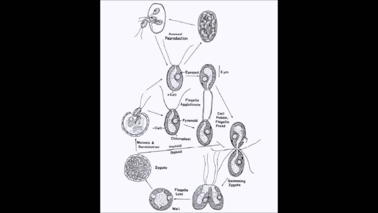 Descubre los fascinantes ciclos biológicos de Chlamydomonas en detalle