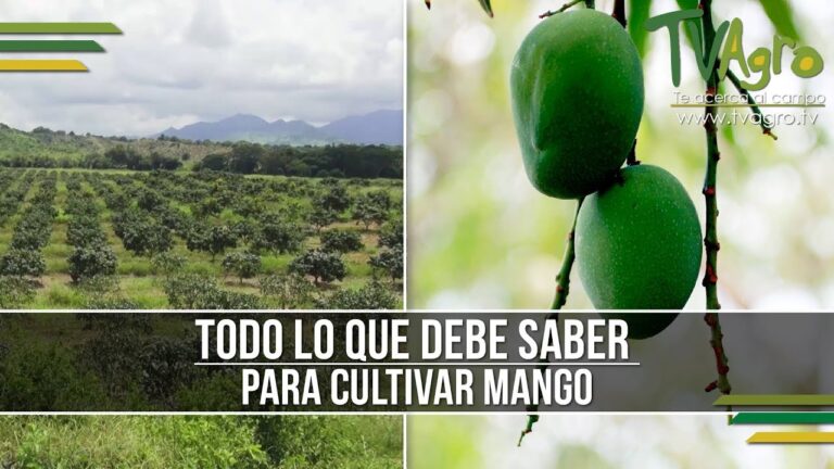 Descubre el increíble sistema de reproducción del mangle: semillas en el aire