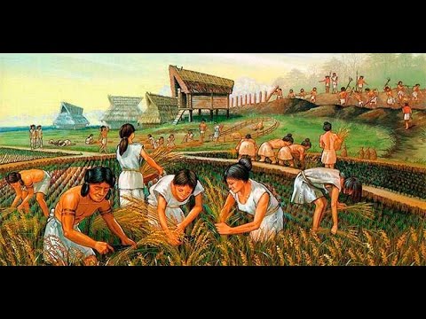 Descubre la evolución del maíz a través de una línea de tiempo histórica